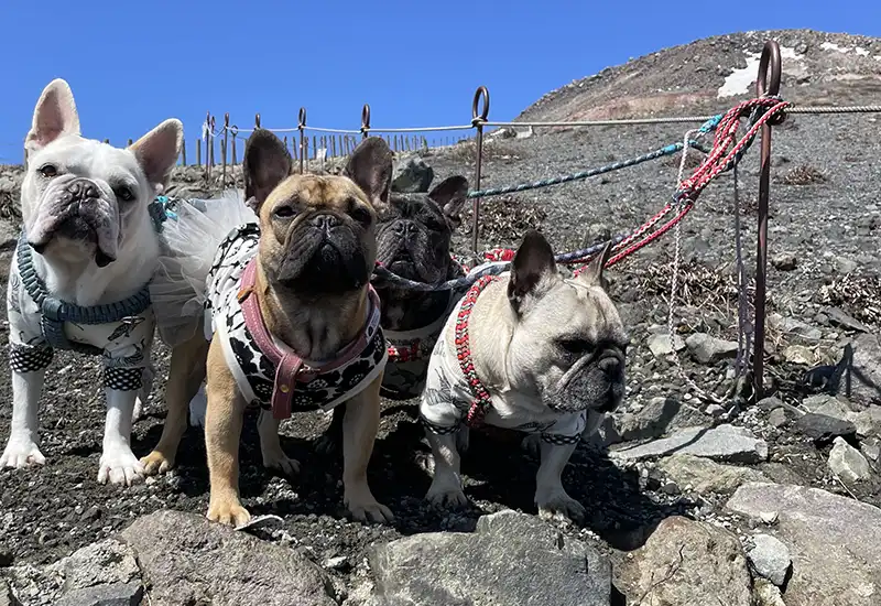 ペットについてのご案内