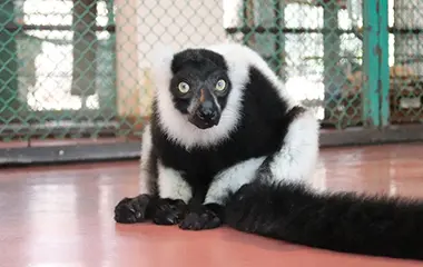 那須ワールドモンキーパーク